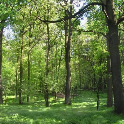 Sprzątanie lasu