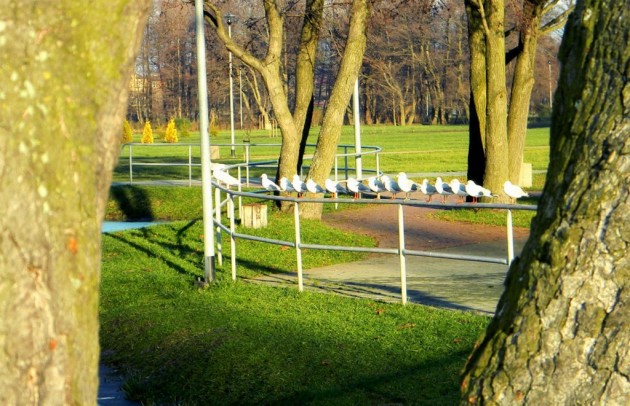 ptaki w parku (2)