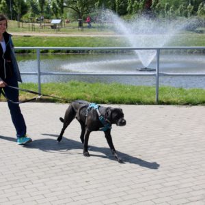 Pomorski Puchar Dogtrekkingu