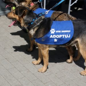 Pomorski Puchar Dogtrekkingu
