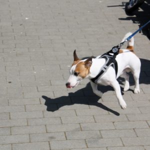 Pomorski Puchar Dogtrekkingu