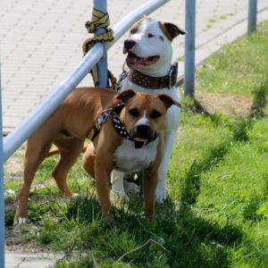 Pomorski Puchar Dogtrekkingu