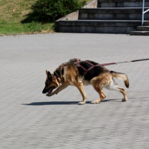 Pomorski Puchar Dogtrekkingu
