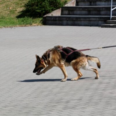 Pomorski Puchar Dogtrekkingu