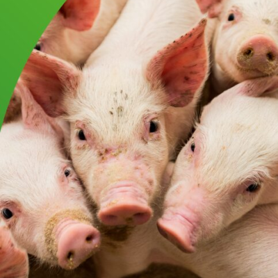 Badanie pogłowia świń oraz produkcji żywca wieprzowego (R-ZW-S)