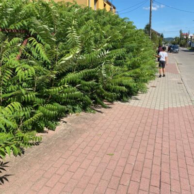 Dbaj o naturę na swojej działce
