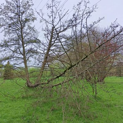 Miejskie drewno w służbie naturze, czyli Dzień Ziemi w Redzie