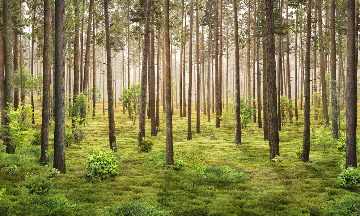 Forest