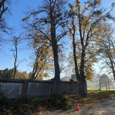 Pielęgnacja Pomników Przyrody 2025
