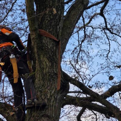 Pielęgnacja Pomników Przyrody 2025
